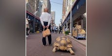 Mann geht täglich eine Stunde mit Schildkröte äußerln