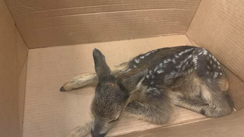 Heute.at - Pfeil traf Reh tödlich in Leber – Riesiger Zufall