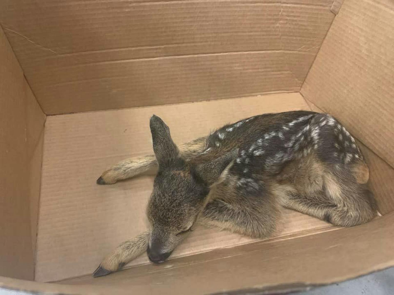 Nach der Geburt verstoßenes Bambi gerettet