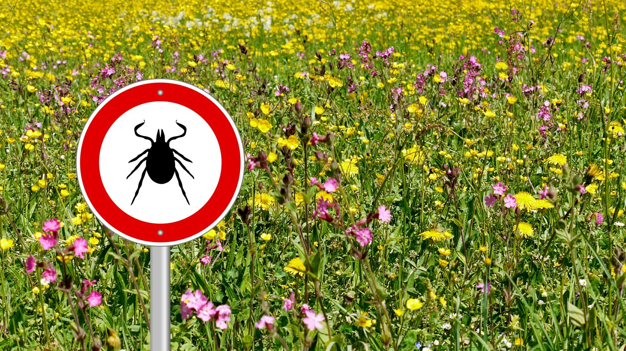 Sommerzeit bedeutet auch Zeckenzeit. Was du alles über die Spinnentiere wissen musst, erfährst du hier. 