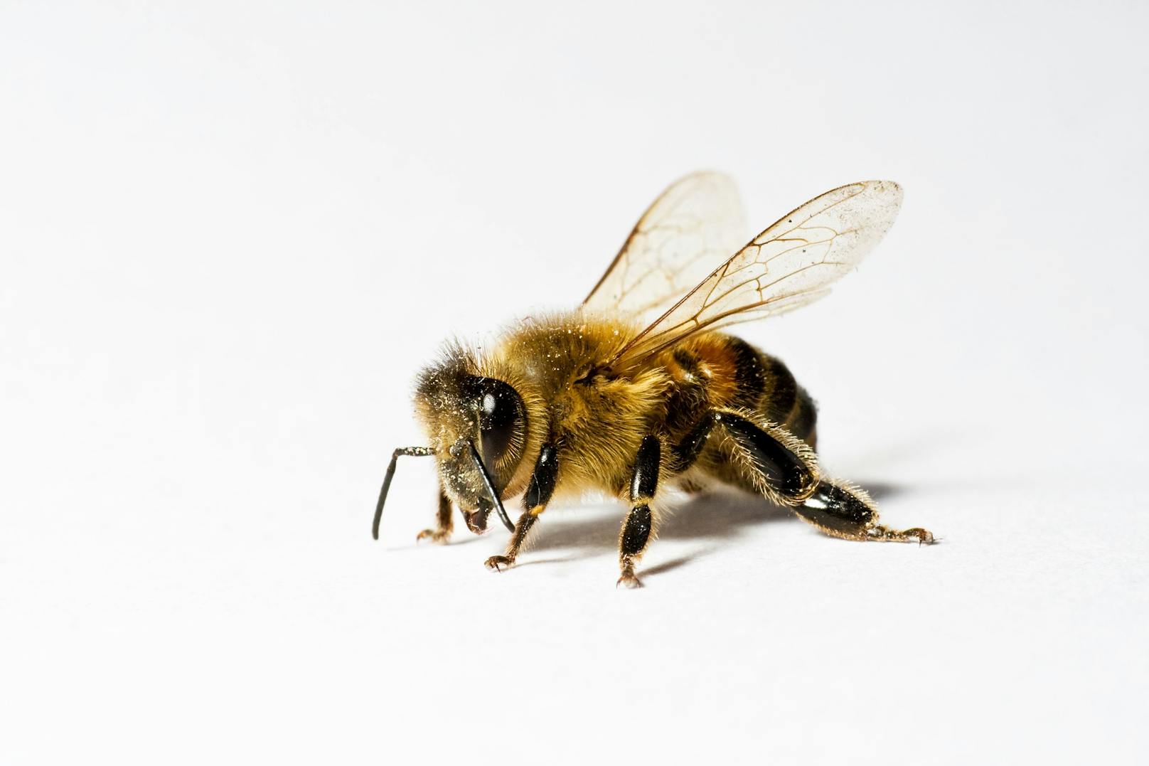 Bienen können so viel mehr, als nur Pollen zu sammeln. (Symbolbild)
