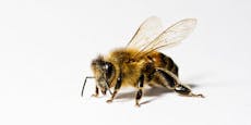 Trainierte Bienen erkennen Covid-19-Infektionen