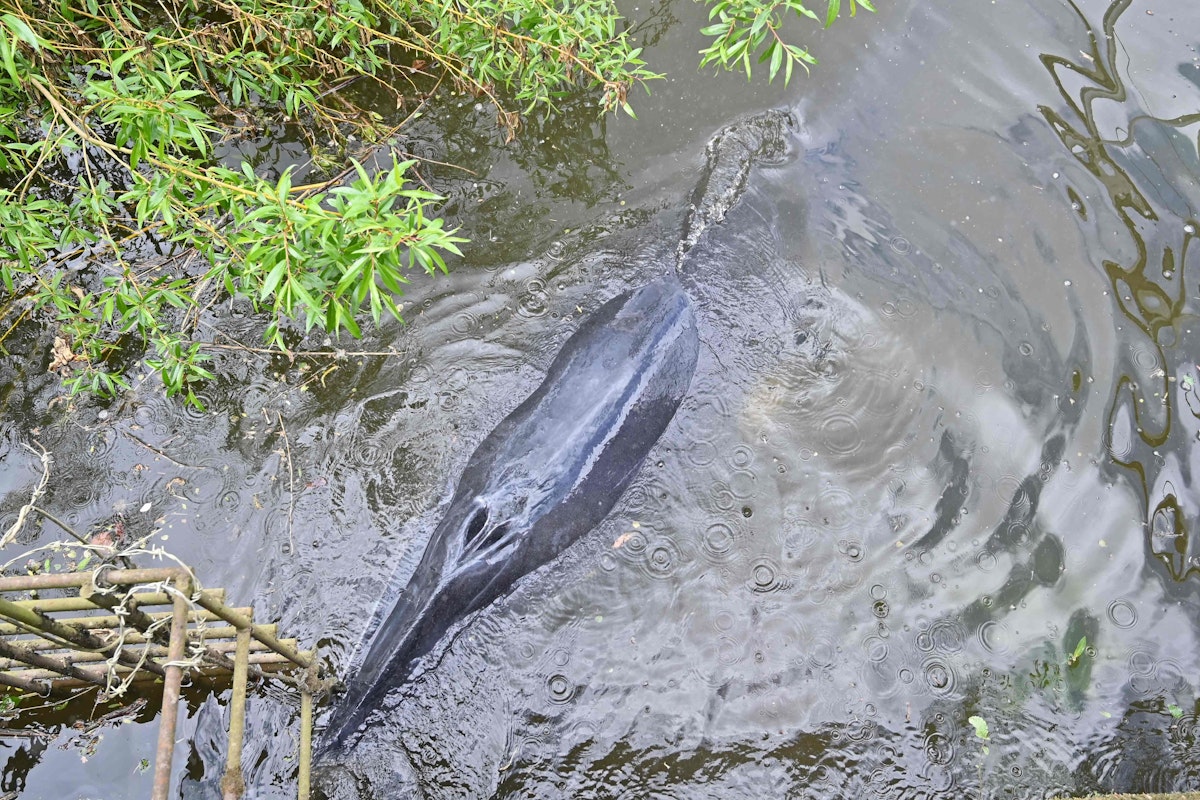 Download von www.picturedesk.com am 11.05.2021 (12:00).  A juvenile Minke whale swims under a bridge at Teddington in southwest London after it swam up the river Thames on May 10, 2021. (Photo by Glyn KIRK / AFP) - 20210510_PD2894 - Rechteinfo: Rights Managed (RM) Nur für redaktionelle Nutzung! Werbliche Nutzung erfordert Freigabe: bitte schicken Sie uns eine Anfrage.