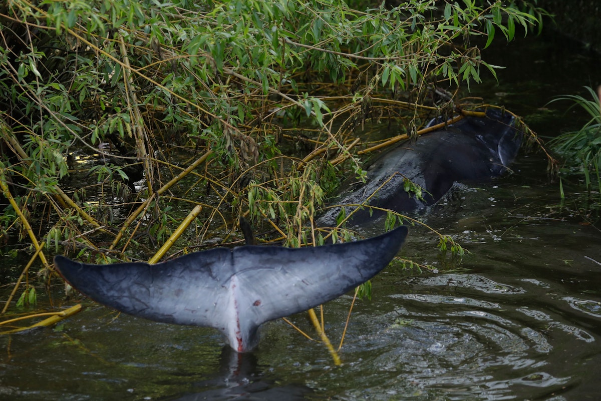Download von www.picturedesk.com am 11.05.2021 (12:01).  A young Minke whale swims down a narrow inlet amongst vegetation, showing scrapes and damage to its tail fin, near Teddington Lock, as efforts to rescue the whale continue, in London, Monday, May 10, 2021. A Port of London Authority spokesperson said a whale had never been seen this far up the Thames before, 95 miles from its mouth. He says "it's like seeing a camel at the North Pole." The whale had been freed on Sunday after it became stuck on Richmond lock's boat rollers but has remained in the Thames. (AP Photo/Matt Dunham) - 20210510_PD3730 - Rechteinfo: Rights Managed (RM)