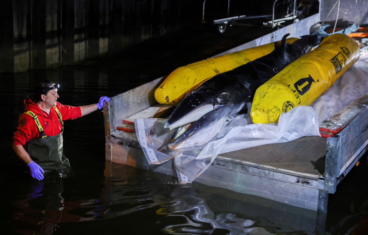 A three-metre minke whale calf that has been put down is loaded onto the back of a truck at the Royal National Lifeboat Institution (RNLI) Teddington Lifeboat Station to be taken away for a post-mortem examination, by the River Thames in London, Britain May 11, 2021 REUTERS/Tom Nicholson