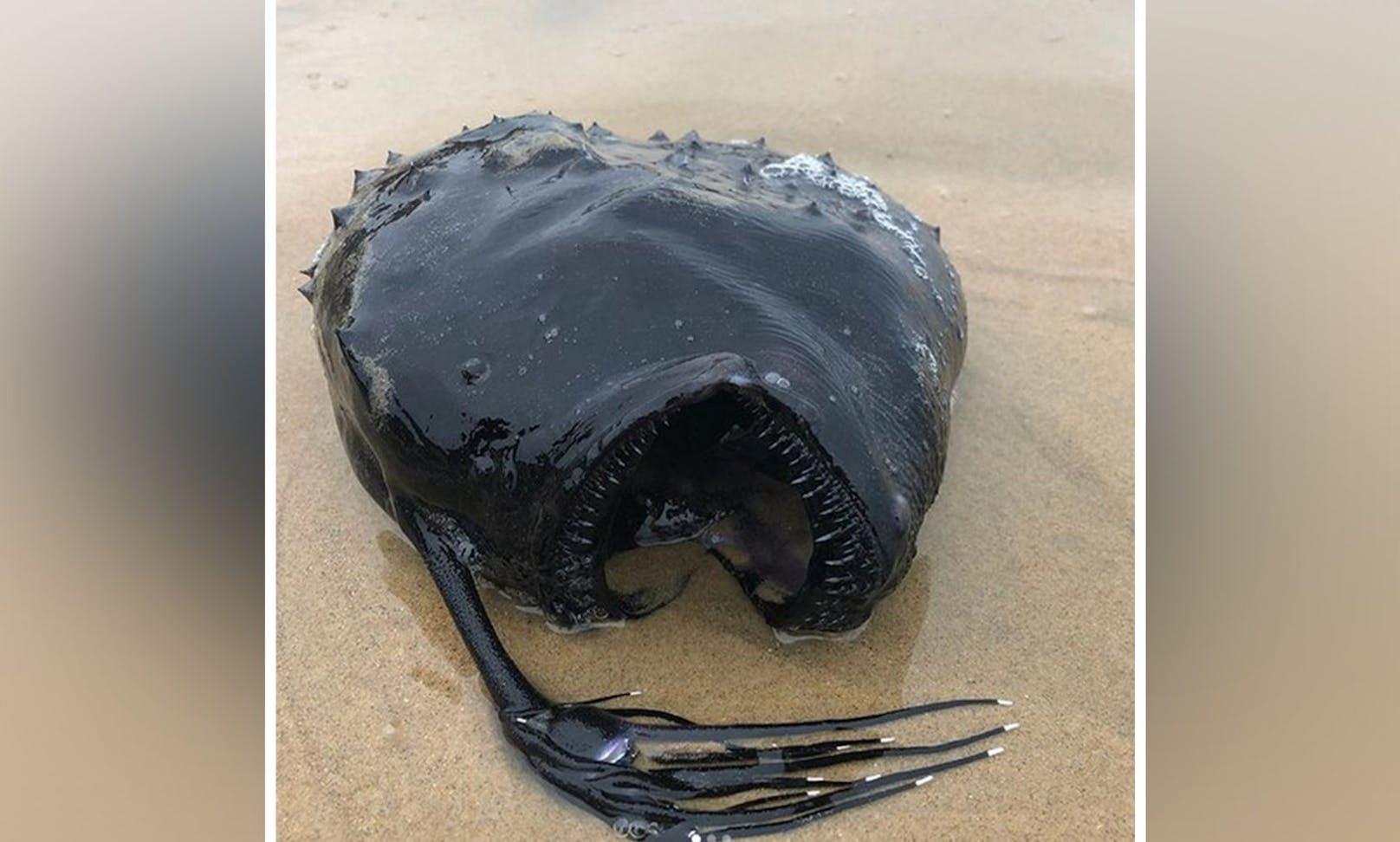 Dieser "Seeteufel" - genauer, "pazifische Fussballfisch" wurde an der Küste Kaliforniens angespült 