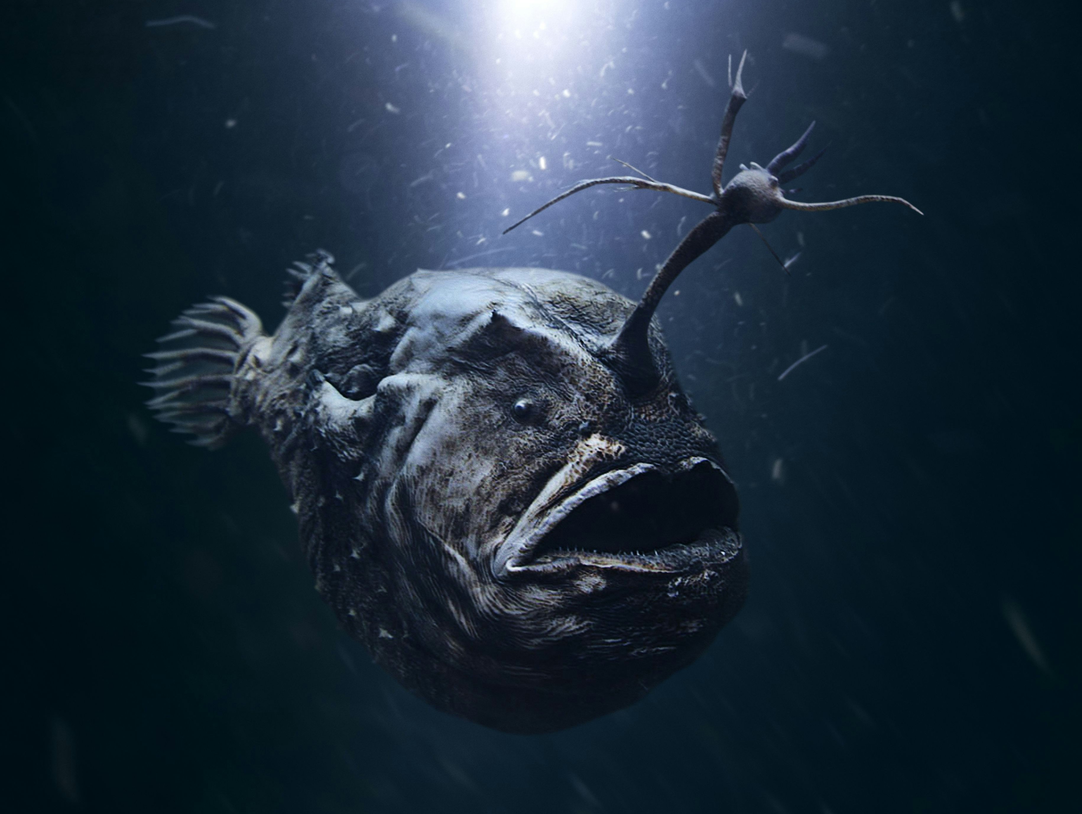 Gruselig! In 3.000 Metern Tiefe ist dieser Fisch von menschlichen Blicken verborgen. 