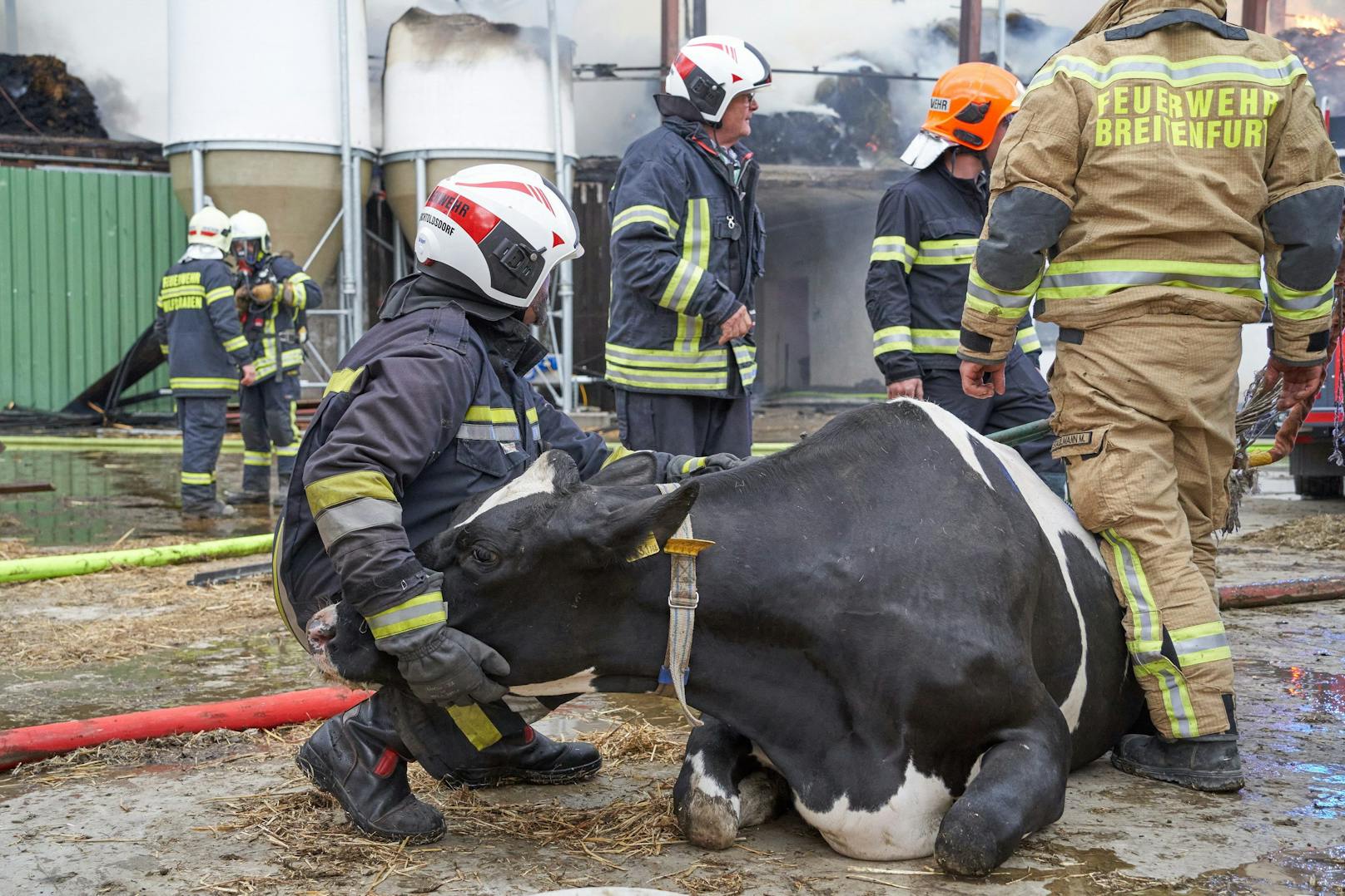 Die Rinder mussten aus dem Feuer gerettet werden.