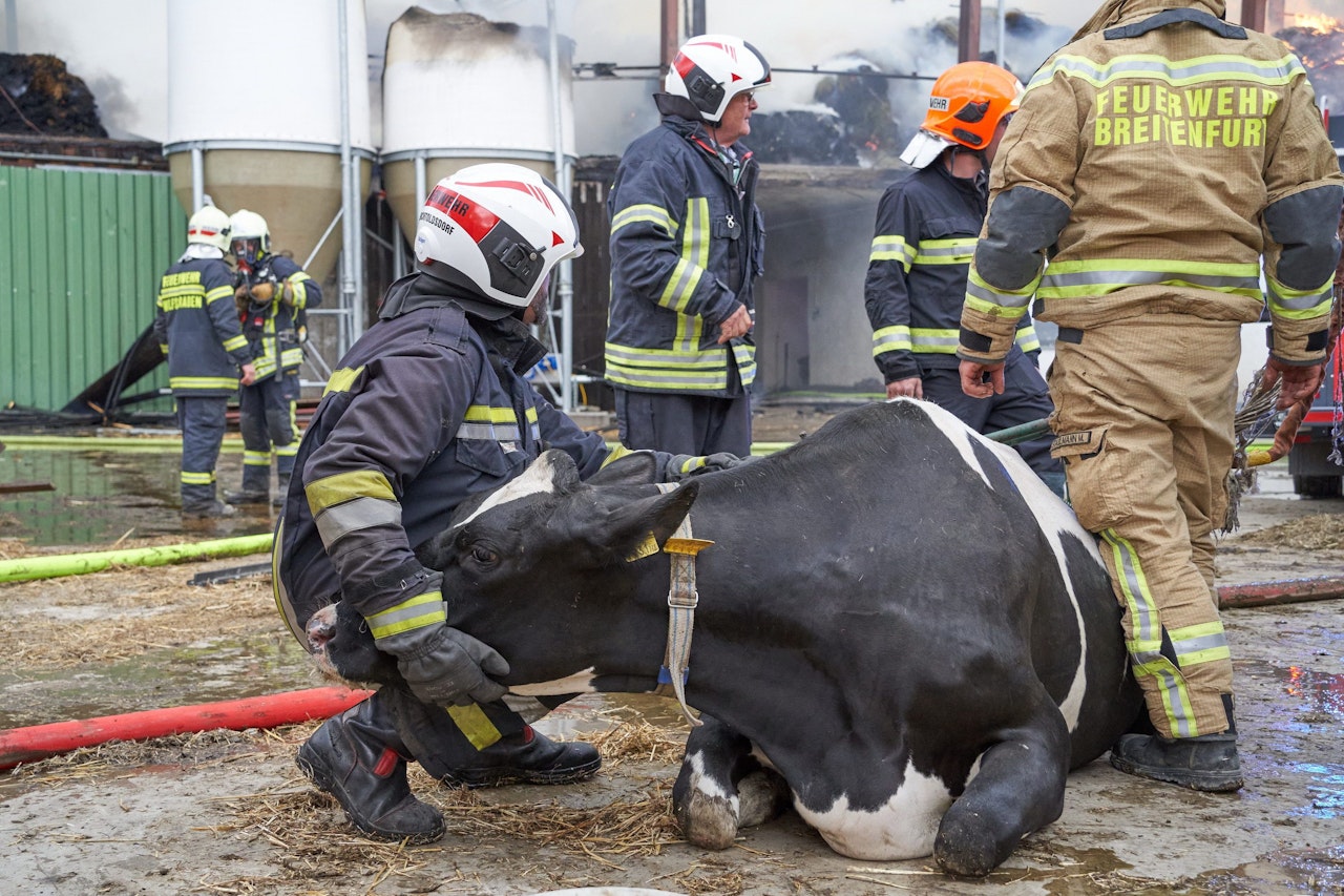 Heute.at - 150 Rinder aus brennendem Stall gerettet