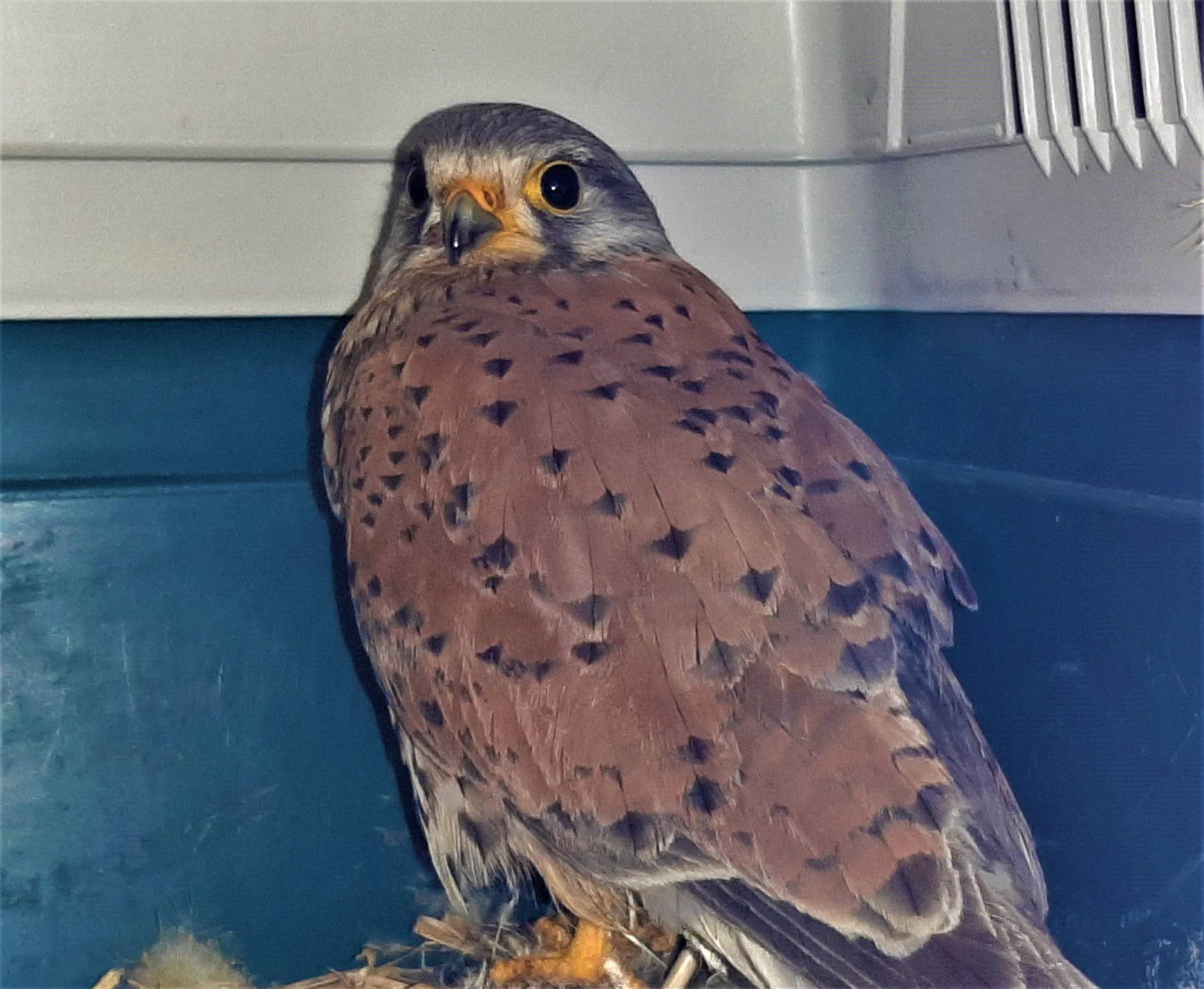 Der kleine Vogel erholt sich von den Verletzungen.
