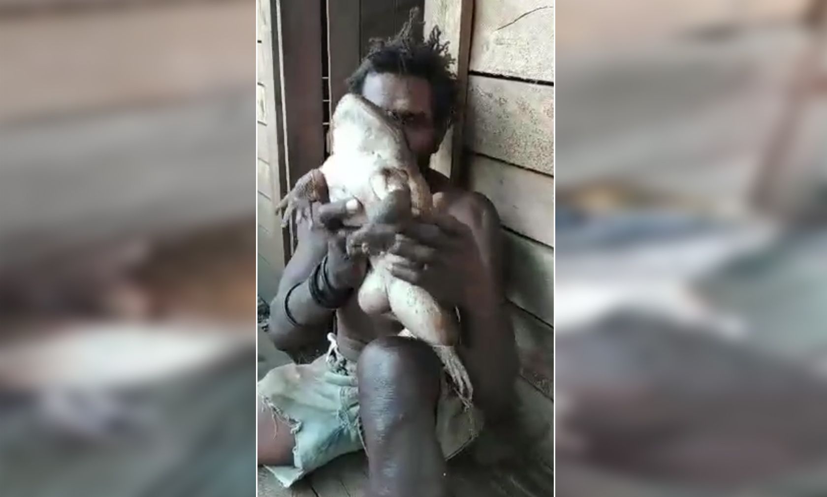 Die sogenannten "Cornufer guppyi" wiegen ein Kilo und sind schon sehr selten. 