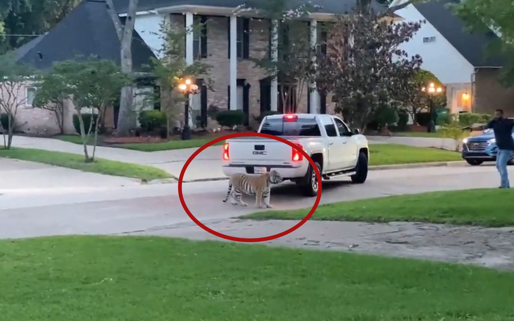 Ich glaub, ich steh im... Dschungel? In einem kleinen Vorort von Houston (Texas) war ein Tiger entlaufen. 