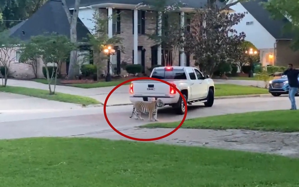 Ich glaub, ich steh im... Dschungel? In einem kleinen Vorort von Houston (Texas) war ein Tiger entlaufen. 