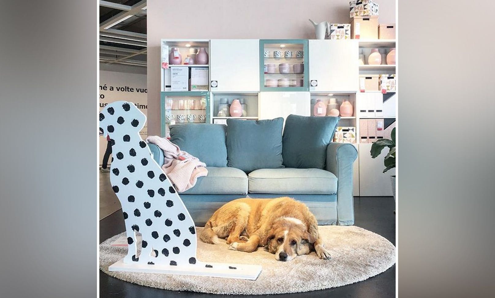 Rührend! Aufgrund der heftigen Unwetter in Catania (Italien) durften Straßenhunde im Möbelhaus IKEA Unterschlupf suchen. 