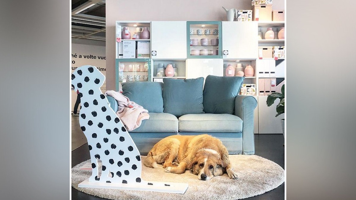 Haustiere – Rührend! IKEA beherbergt Straßenhunde aus Sizilien | Heute.at