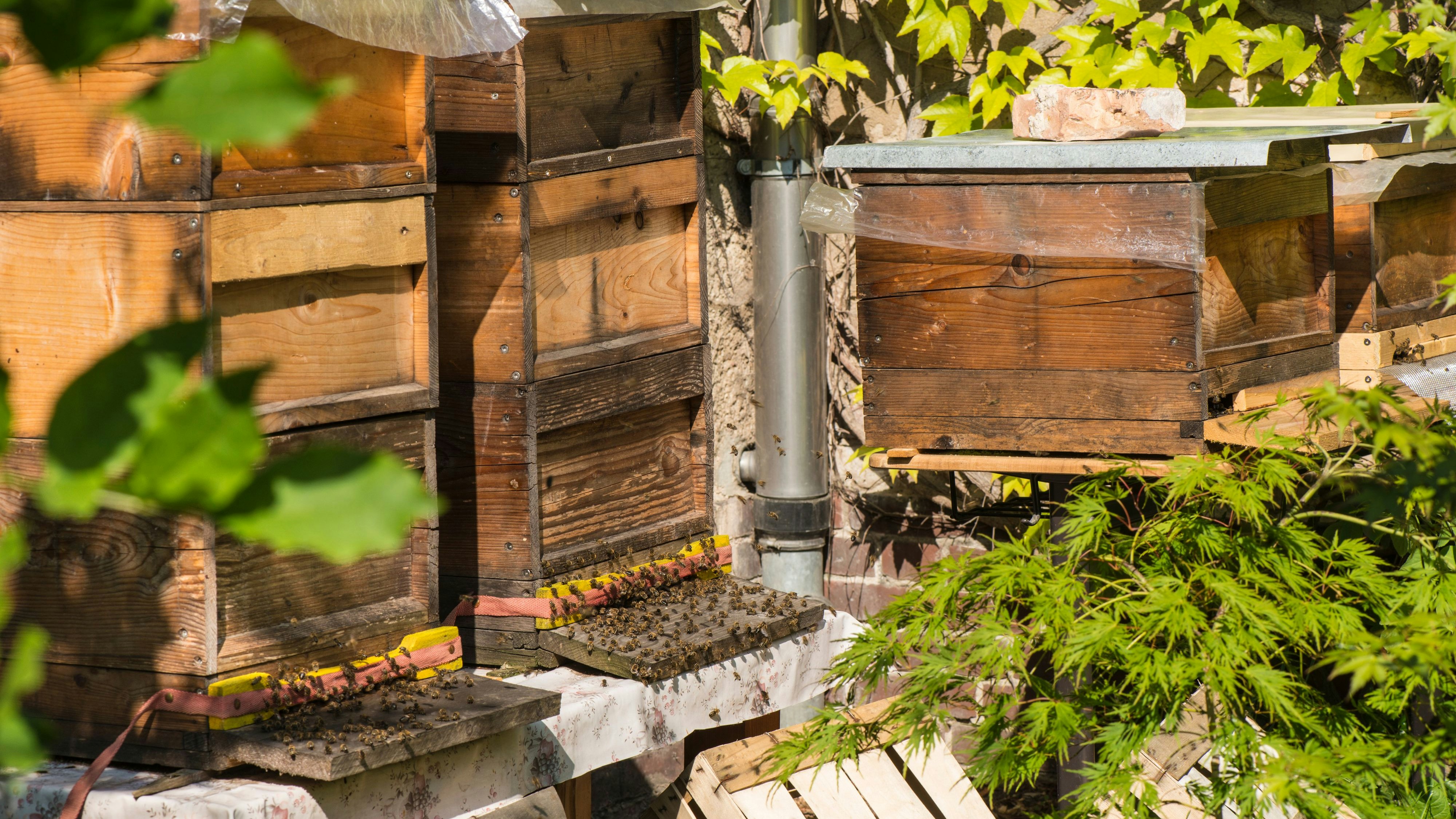 Heute.at - Imker fackelt Bienenstock mit Smoker ab