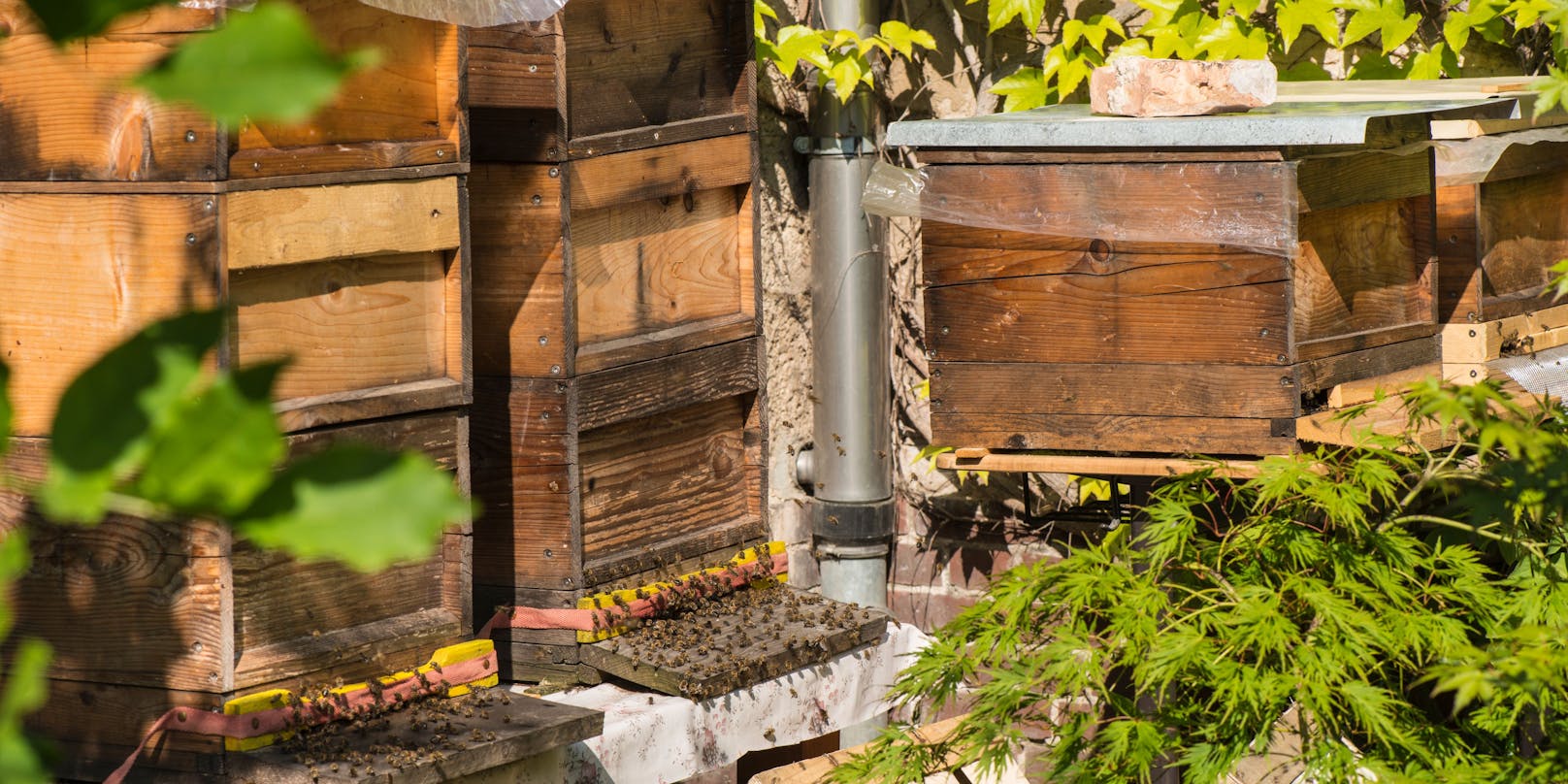 Unbekannte haben im Bezirk Weiz (ST) die Öffnungen eines Bienenstocks mit Schaumstoff verklebt (Symbolfoto).