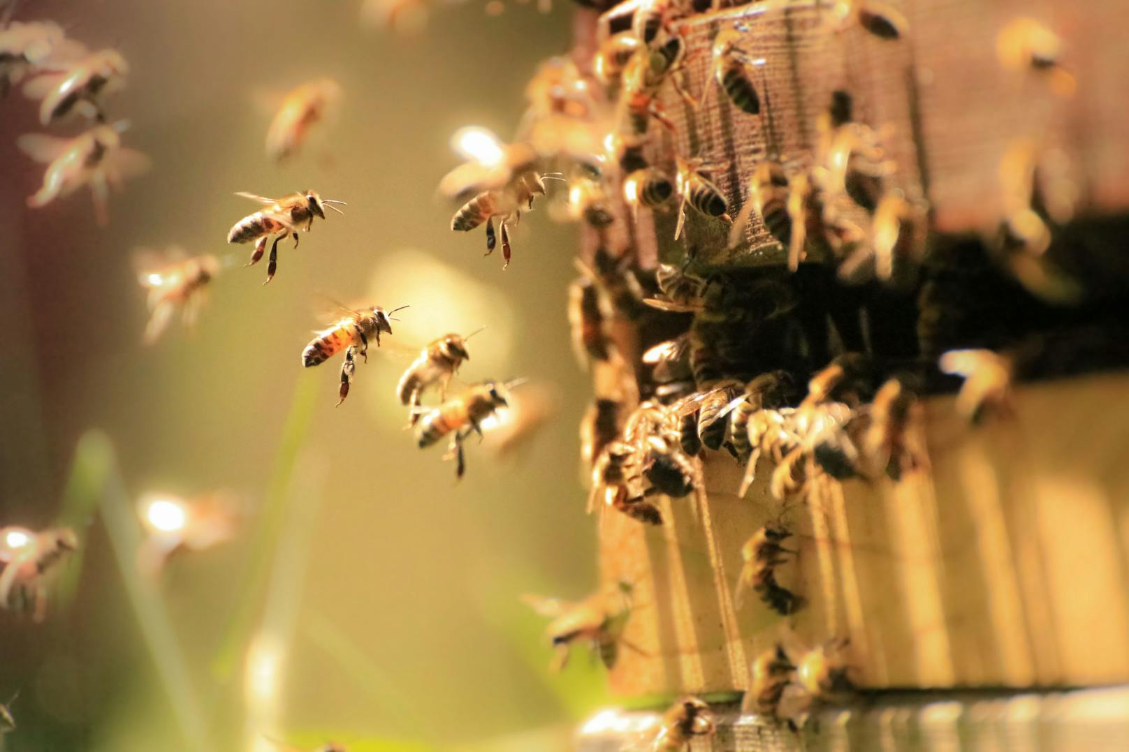 Tausende Bienen tot – Polizei fahndet nach Tierquäler