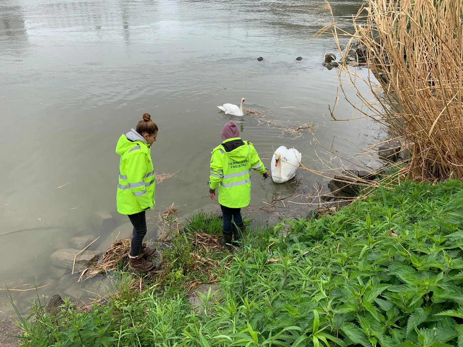 Die beiden Schwäne wurden samt dem Nest an der Donau in Linz gerettet.
