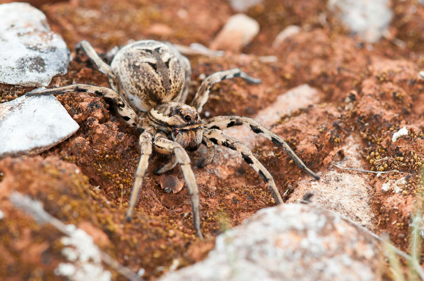 "<strong>Apulische Tarantel</strong>" - Diese Spinnen gehören zu den größten Spinnen Europas.
