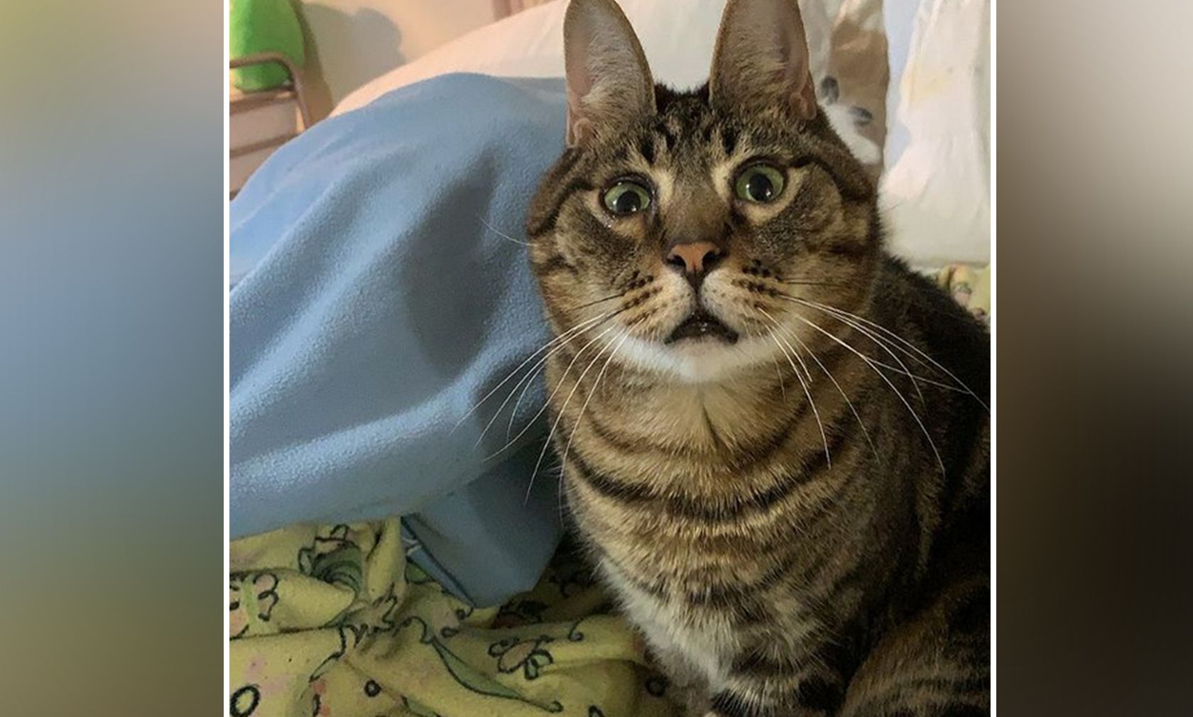 Tja, der lustige Kater hat auf alle Fälle ein sehr auffälliges Aussehen. 