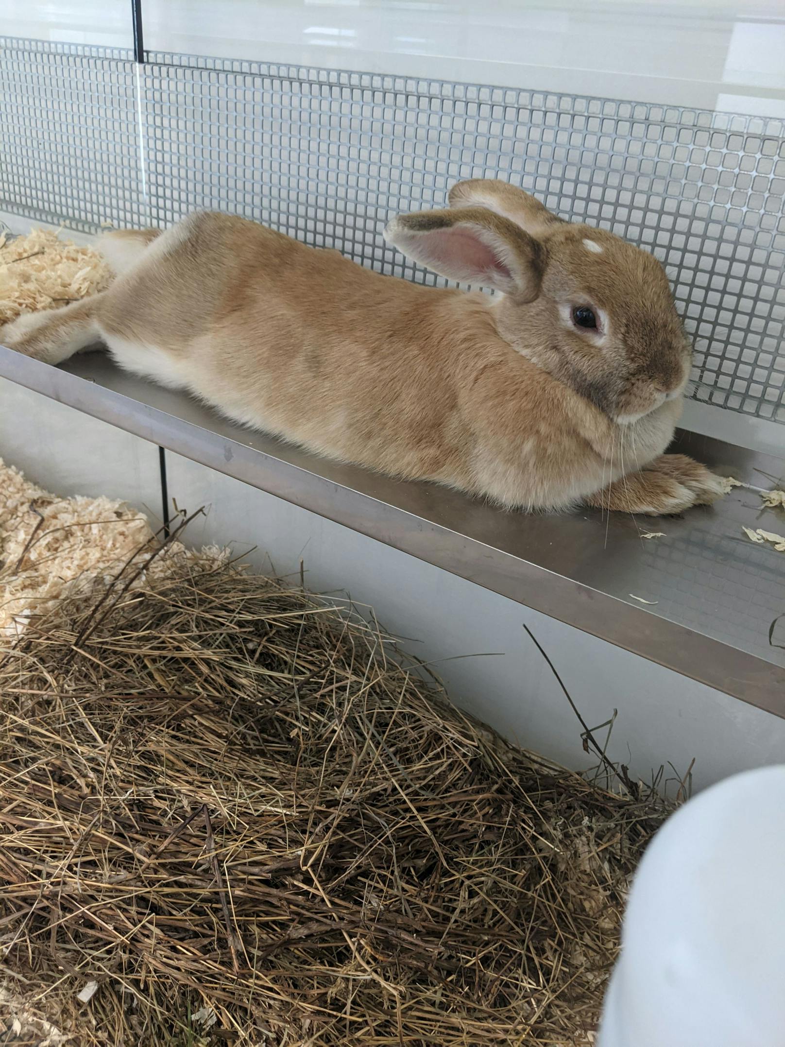 Insgesamt 11 Kaninchen wurden innerhalb der letzten vier Tage in Wien ausgesetzt.