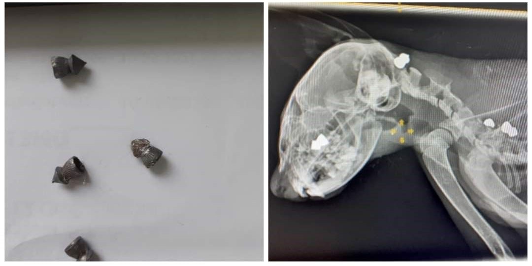 Das Röntgenbild zeigt die Projektile im Körper.