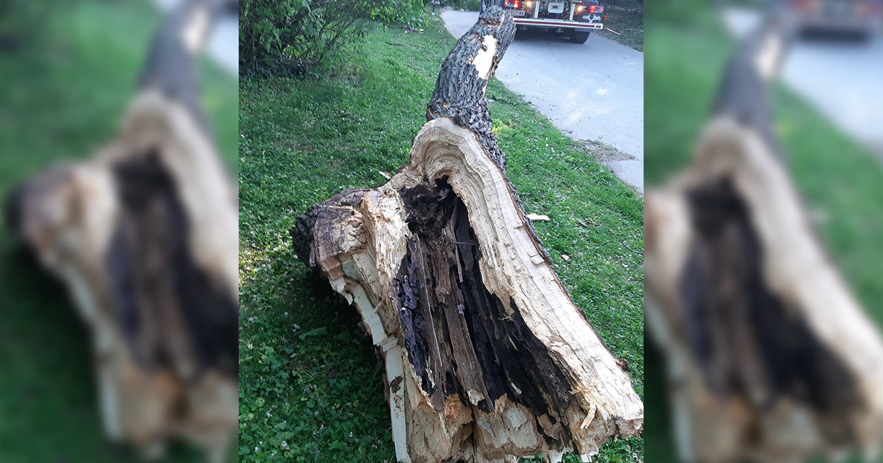 Dieser Baum fiel in einem Park auf zwei Wienerinnen
