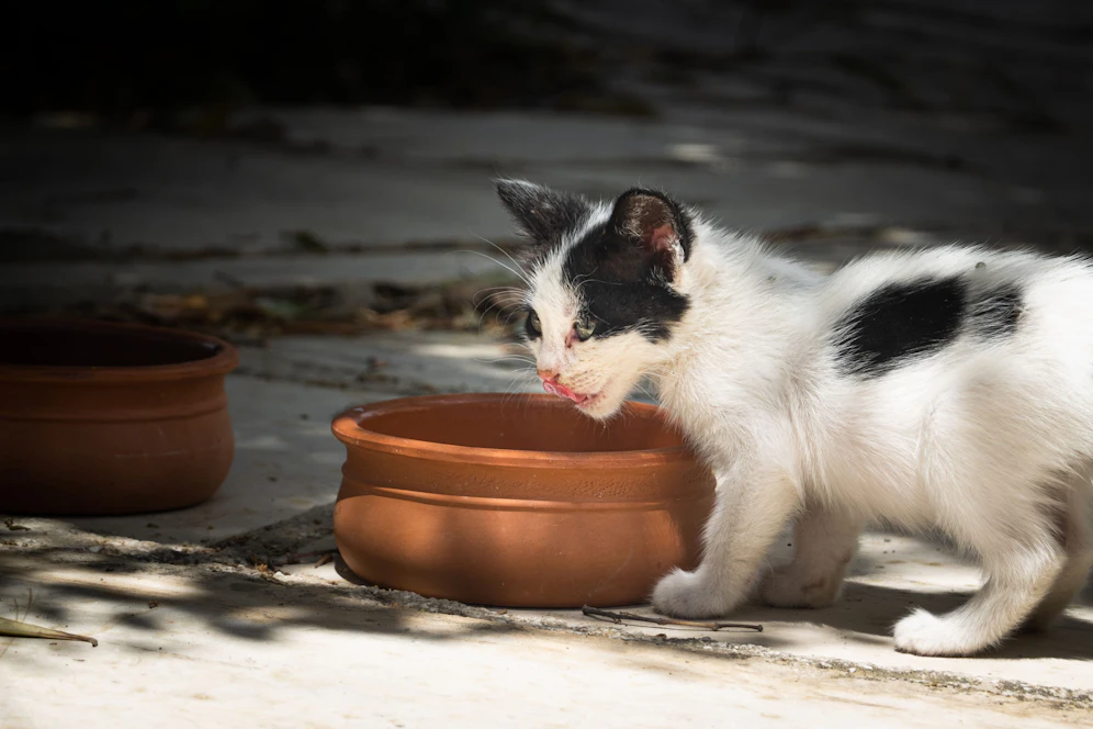 Die Angeklagte holte die Katzen offenbar von der Straße.