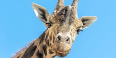 Tiefe Trauer in Schönbrunn! Giraffe "Kimbar" ist tot