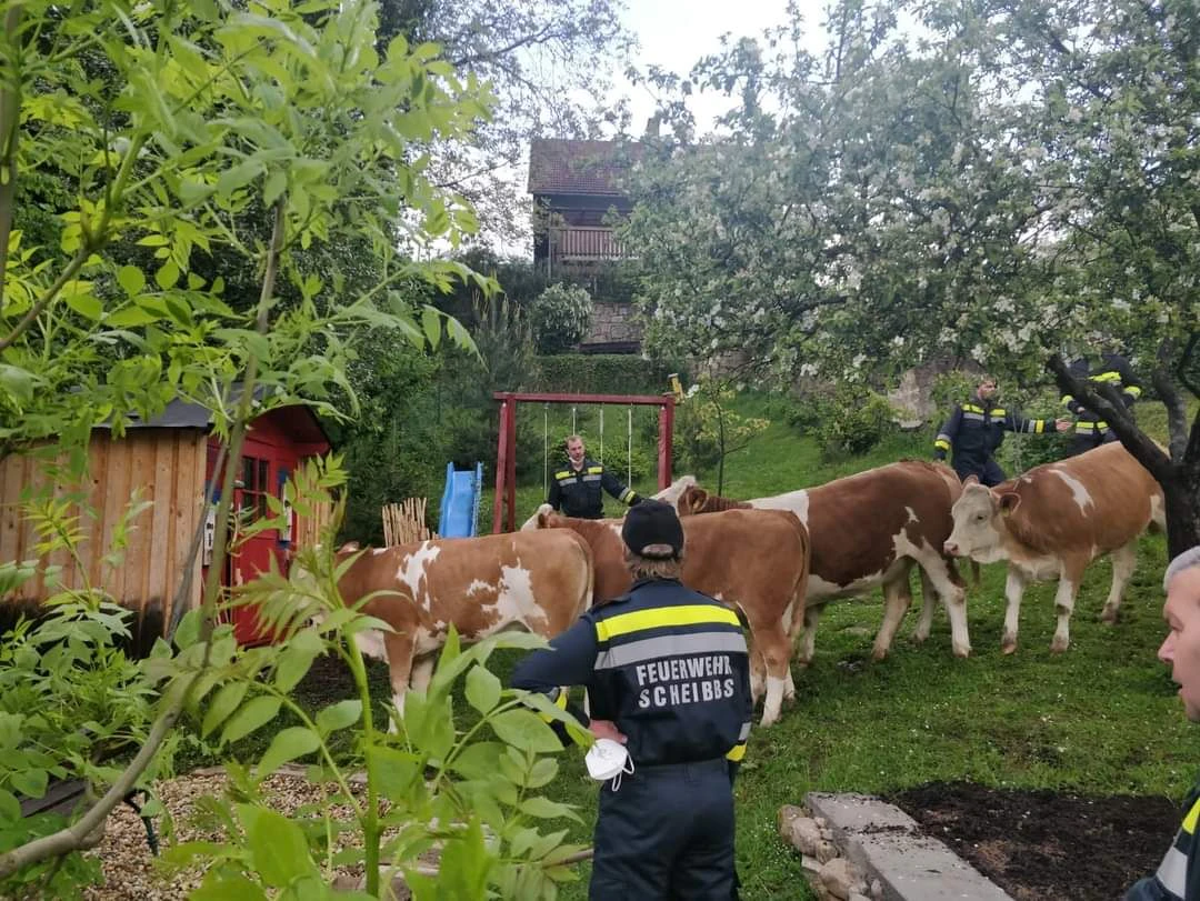 Kühe büxten aus Weide aus: Feuerwehreinsatz