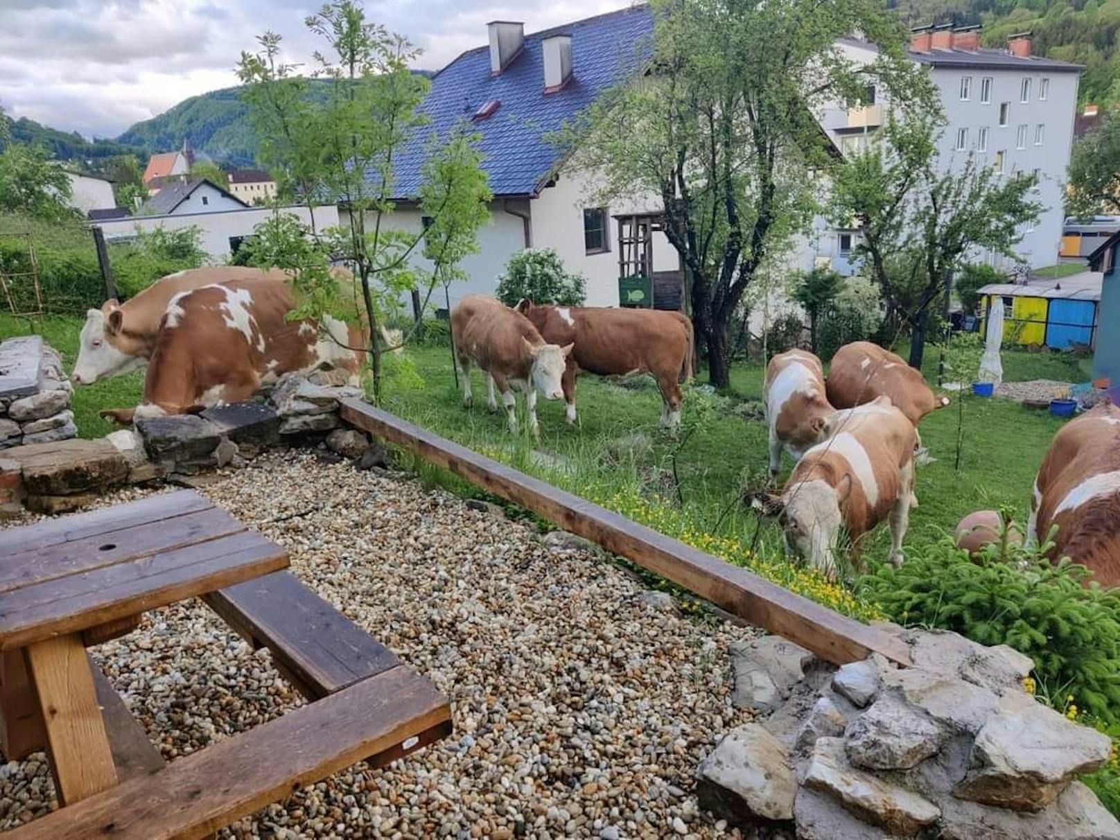 Kühe büxten aus Weide aus: Feuerwehreinsatz