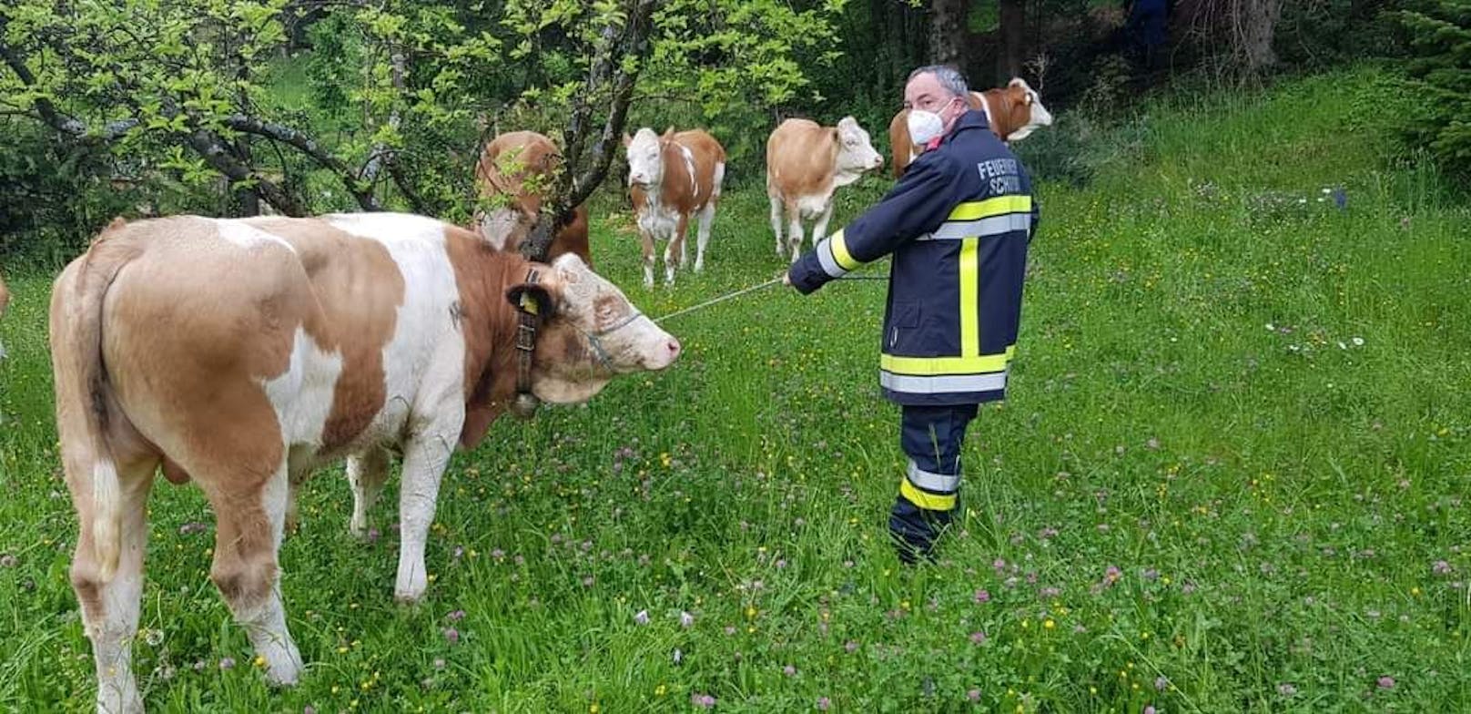 Kühe büxten aus Weide aus: Feuerwehreinsatz