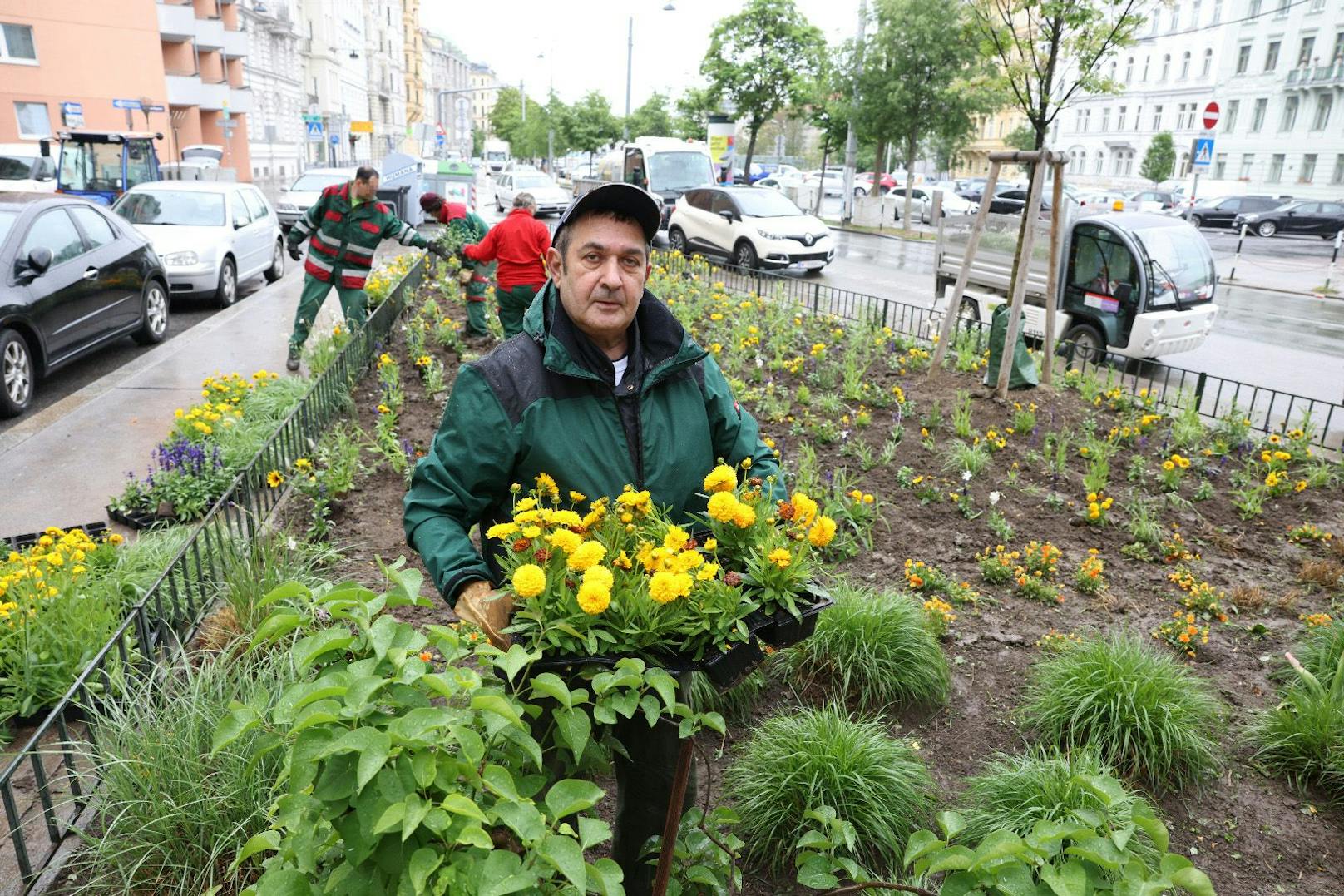 In seiner Heimat Aserbaidschan hat Firudin Akbarov (50+) ein Studium der Chemie und des Wirtschaftsmanagement abgeschlossen. Doch in Wien zählt er seit fast fünf Jahren zu den Langzeitarbeitlosen. Eine Perspektive bietet ihm die "Kümmerei": Über den Sommer darf er dank deren Vermittlung als Hilfsgärtner für die MA42 arbeiten.