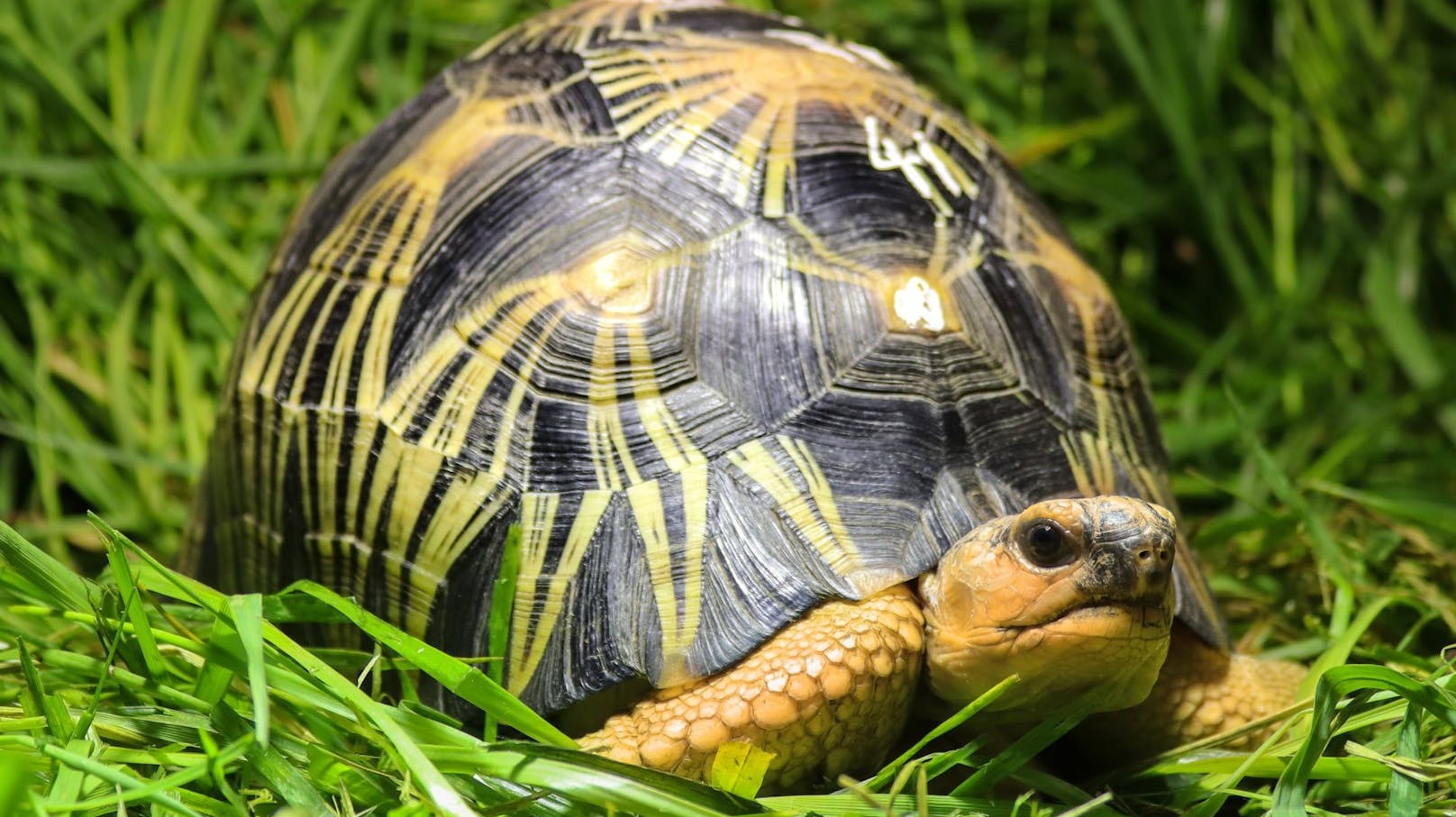 Strahlenschildkröten können in 40 Jahren ausgestorben sein. 