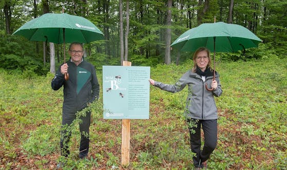 Ökologie und Ökonomie gehen Hand in Hand: Klimaschutzministerin Leonore Gewessler und Bundesforste-Vorstand Rudolf Freidhager beim Lokalaugenschein im Wienerwald