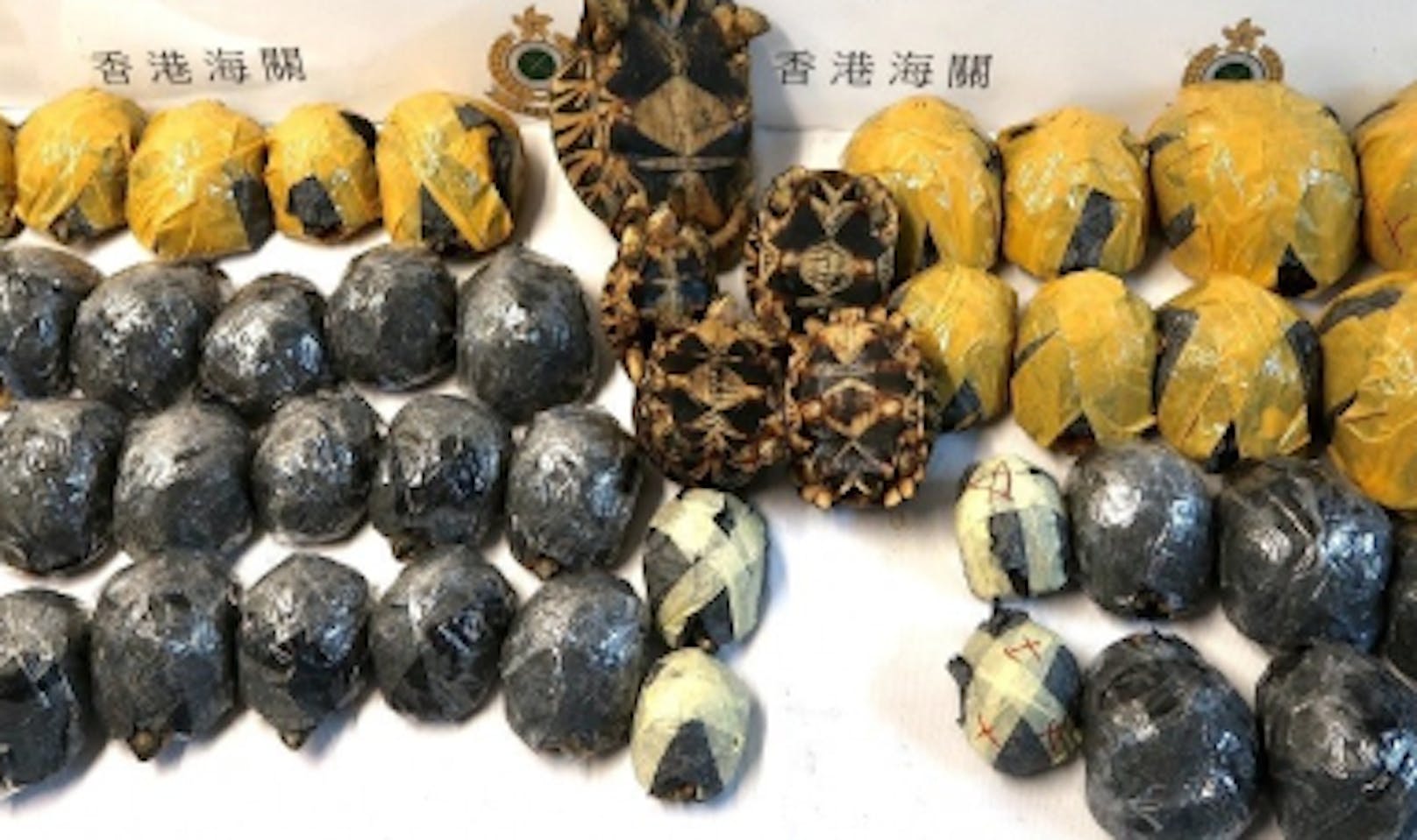 Die vom Aussterben bedrohten und in Hong Kong konfiszierten Madagaskar-Strahlenschildkröten erholen sich jetzt im Tierpark Berlin.