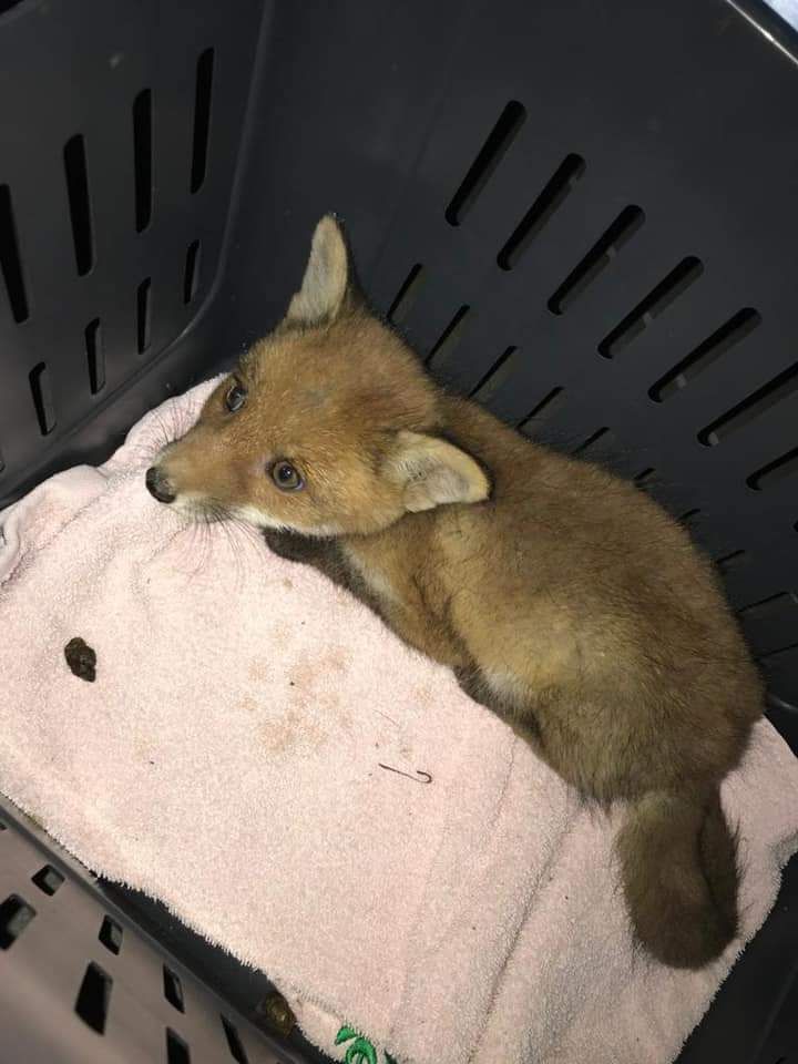 Drama um Fuchsbaby: Es konnte gerettet werden.