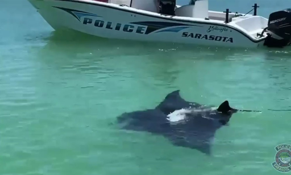 Was für ein Anblick. Ein riesiger Manta-Rochen hatte sich an die Küste Floridas verirrt. 