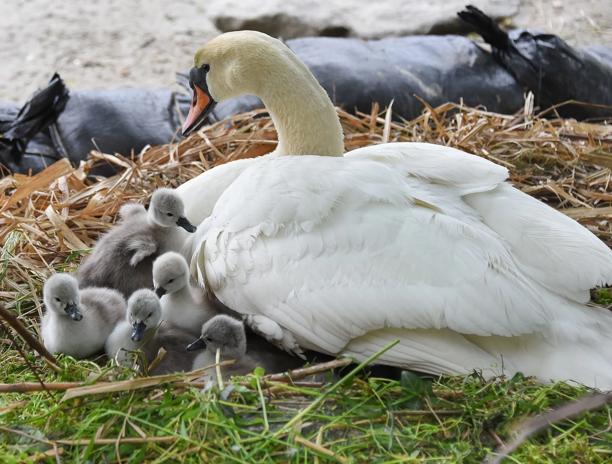 Die Schwan-Babys sind nun am Ufer der Donau in Linz geschlüpft.