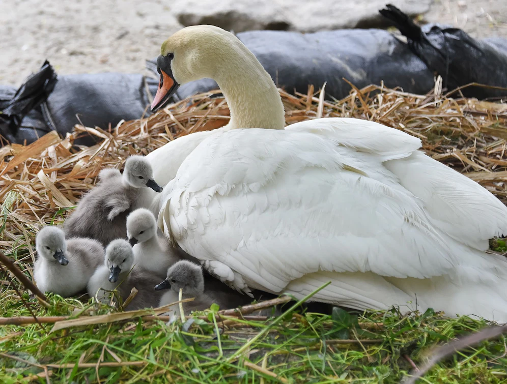 Die Schwan-Babys sind nun am Ufer der Donau in Linz geschlüpft.