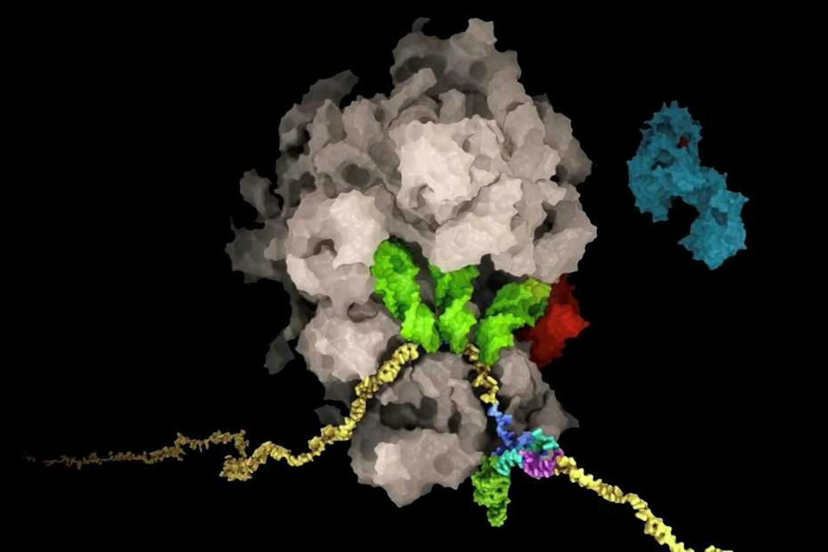 Die RNA (gelb) des SARS-CoV-2-Virus bildet eine knotige Struktur (mehrfarbig, unten rechts), die zu einer Verschiebung des Leserasters des Ribosoms (braun) führt. Auf diese Weise steuert die virale RNA die Produktionsmengen der viralen Proteine. <br>