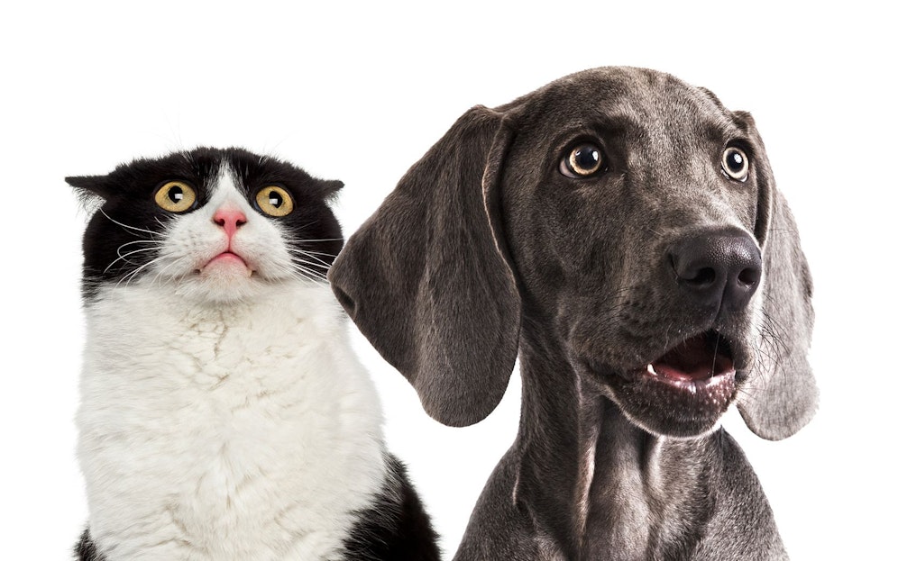 In der Schweiz dürfen die eigenen Haustiere tatsächlich am Teller landen. 