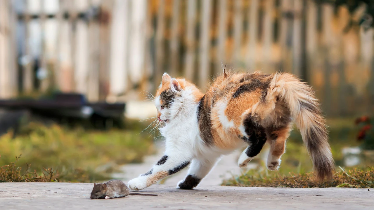 Heute.at - Kann ich meiner Katze die Mäusejagd abgewöhnen?