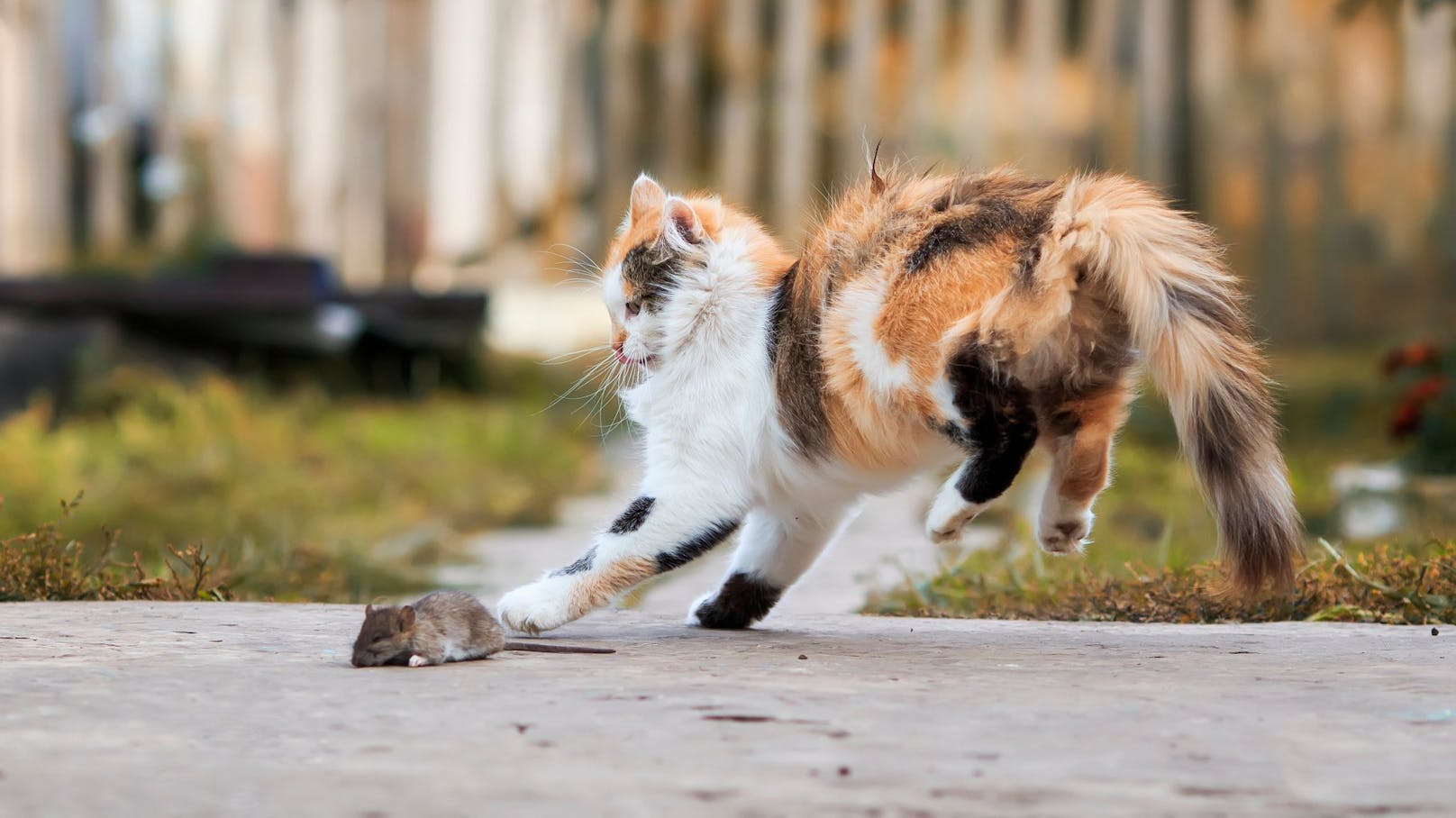 Tja, "Tom & Jerry" gibt es wirklich und die Katze folgt ihrem Jagdtrieb. 