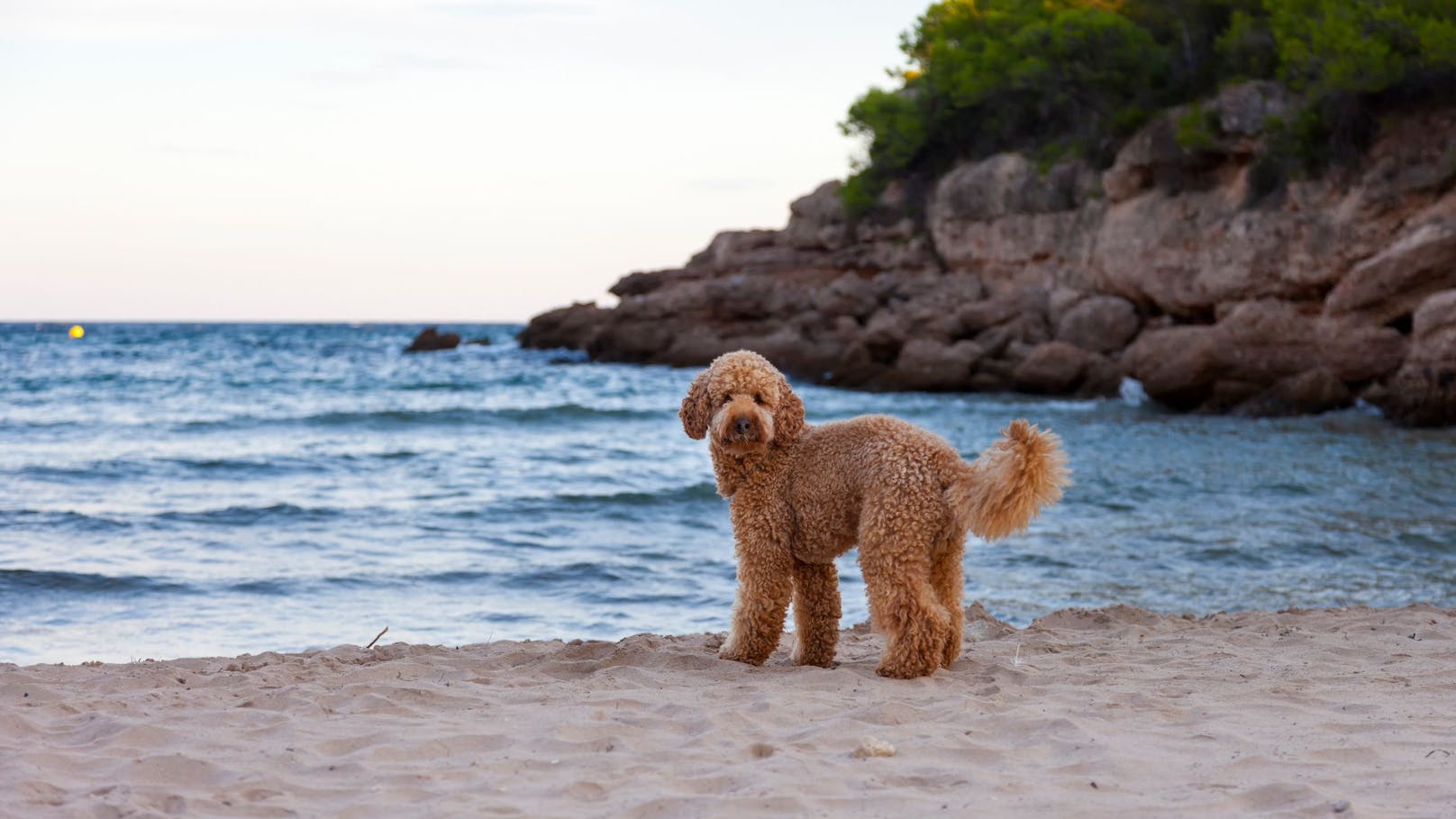 Spanischer Wasserhund