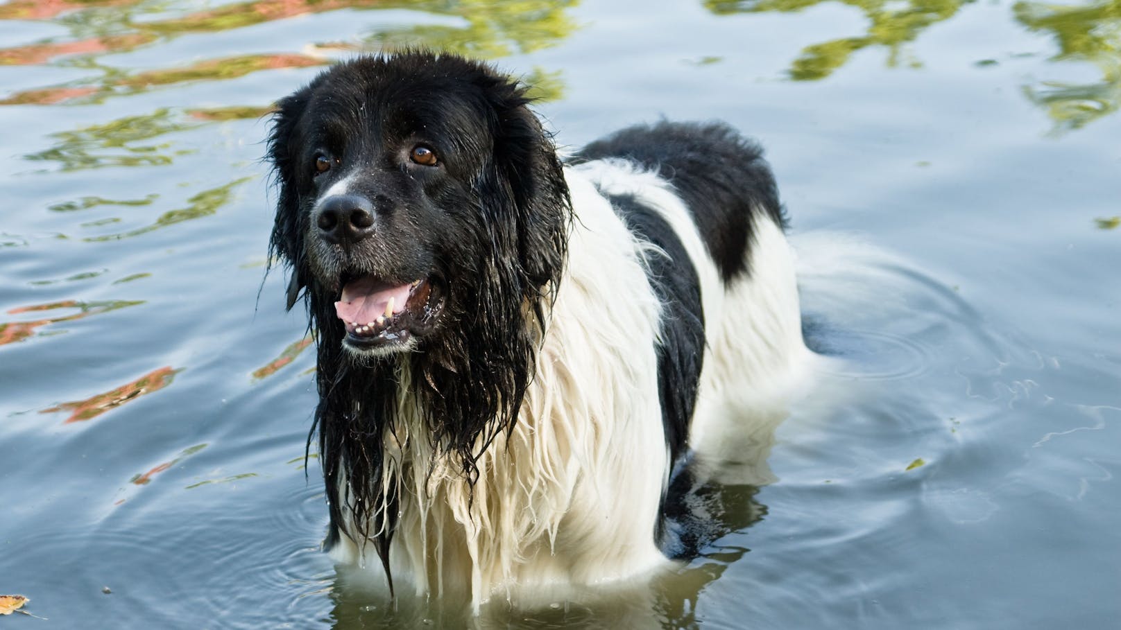 Landseer