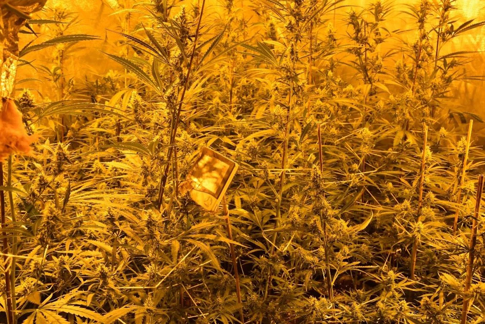 Die Beamten fanden rund 670 Cannabispflanzen in der Wohnung. 