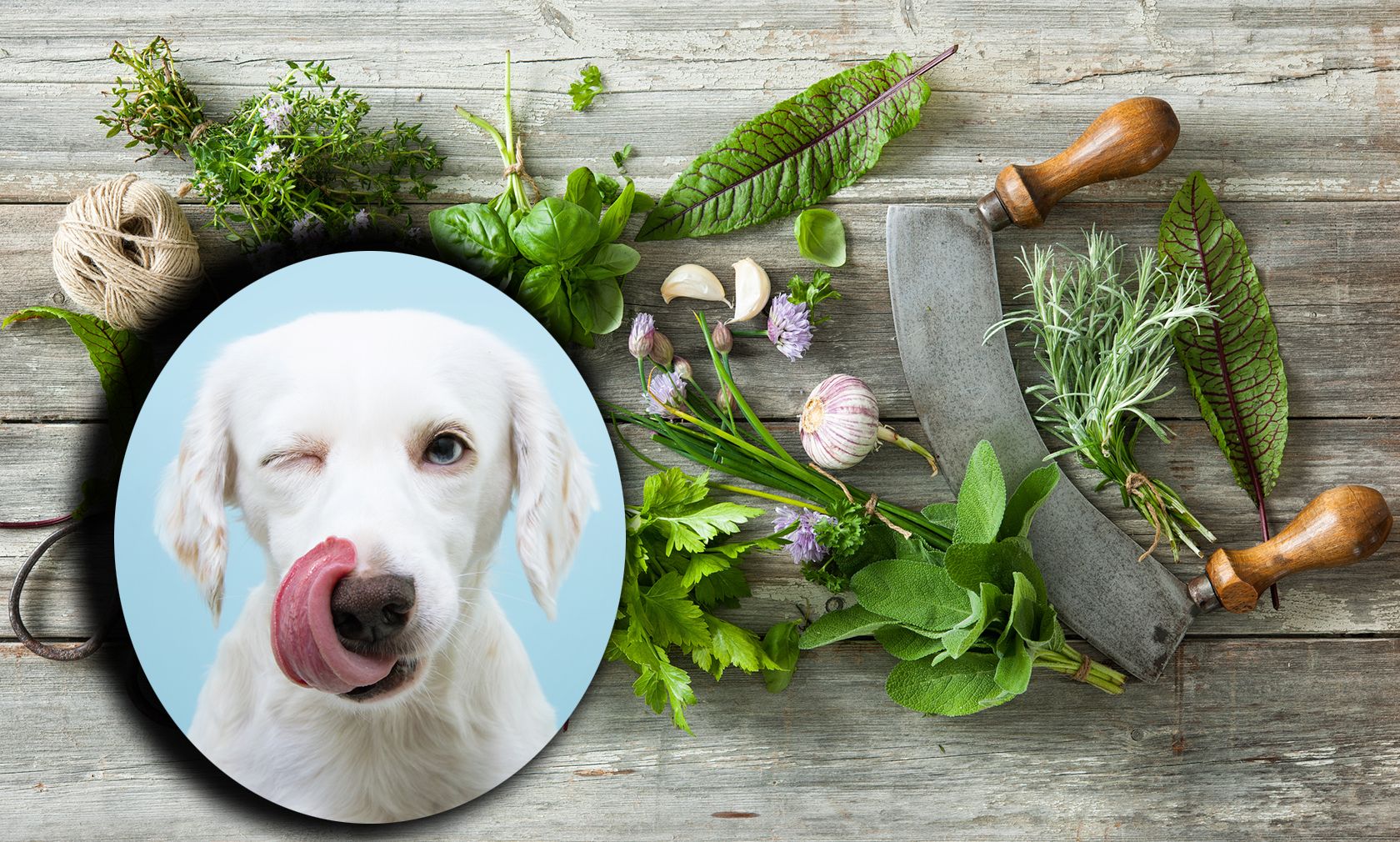 Machen wir einen kleinen Ausflug in die Küche. Welche Kräuter sind denn gut für meinen Hund und welche sogar giftig? 