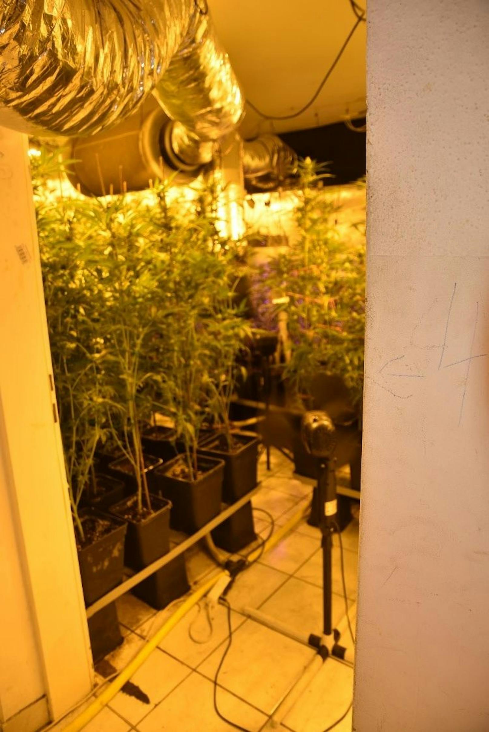 Die Beamten fanden rund 670 Cannabispflanzen in der Wohnung. 